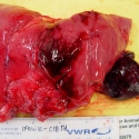Hemorrhagic Pancreas and Spleen
