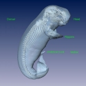 Dugong Fetus