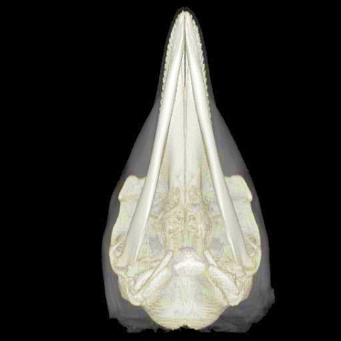 Bottlenose Dolphin Skull