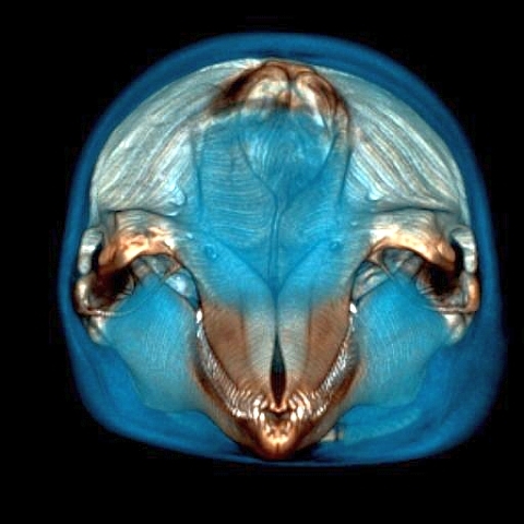 Bottlenose Dolphin Skull