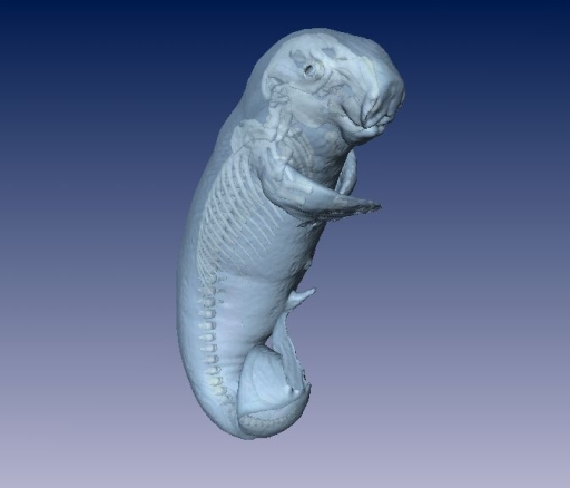 Dugong Fetus