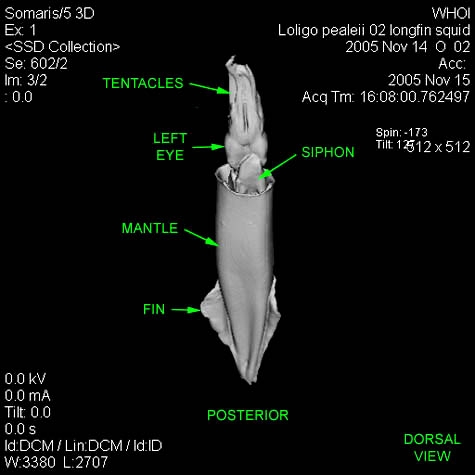 Longfin Inshore Squid