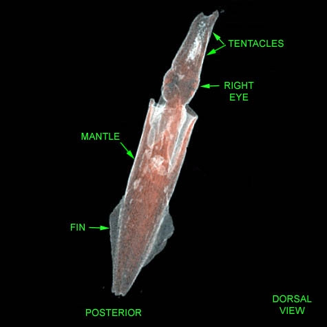 Longfin Inshore Squid