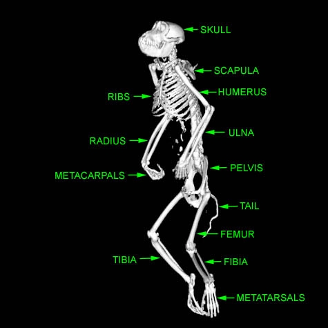 Pigtail Macacque Skeleton