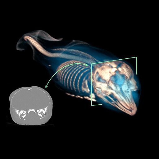 Pygmy Sperm Whale 0006