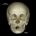 Adult Human Skull