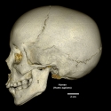 Adult Human Skull