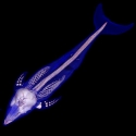 Atlantic Whitesided Dolphin Fetal Skeleton