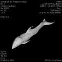 Atlantic Whitesided Dolphin Fetus