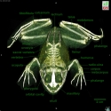 Bullfrog Skeleton