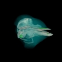 Gervais' Beaked Whale Skull
