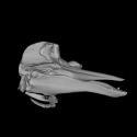 Gervais' Beaked Whale Skull