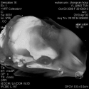 Finless Porpoise Skull