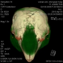 Finless Porpoise Melon and Skull
