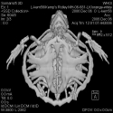 Kemps Ridley Sea Turtle Skeleton