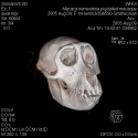 Pigtail Macacque Skull