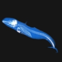 Rissos Dolphin 0008