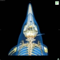 Short-beaked Common Dolphin Skull