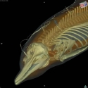 Short-beaked Common Dolphin Skeleton