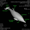 Short-beaked Common Dolphin 0021