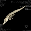 Short-beaked Common Dolphin Skeleton